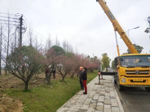  外環(huán)線道路景觀工程二、三標(biāo)段進(jìn)行補(bǔ)植復(fù)綠工作